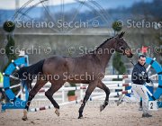 Clintige Tosc Tour2013- S5 1674 : Arezzo, Cavalli d'Italia, Clintige, Toscana Tour 2013, foto di Stefano Secchi ©